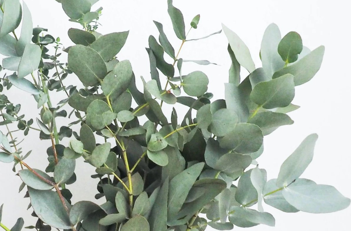 Eucalyptus